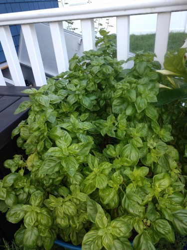 Fresh Basil.webp