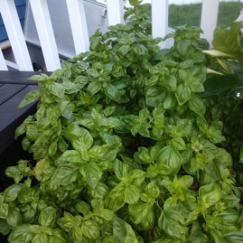 Fresh Basil.webp